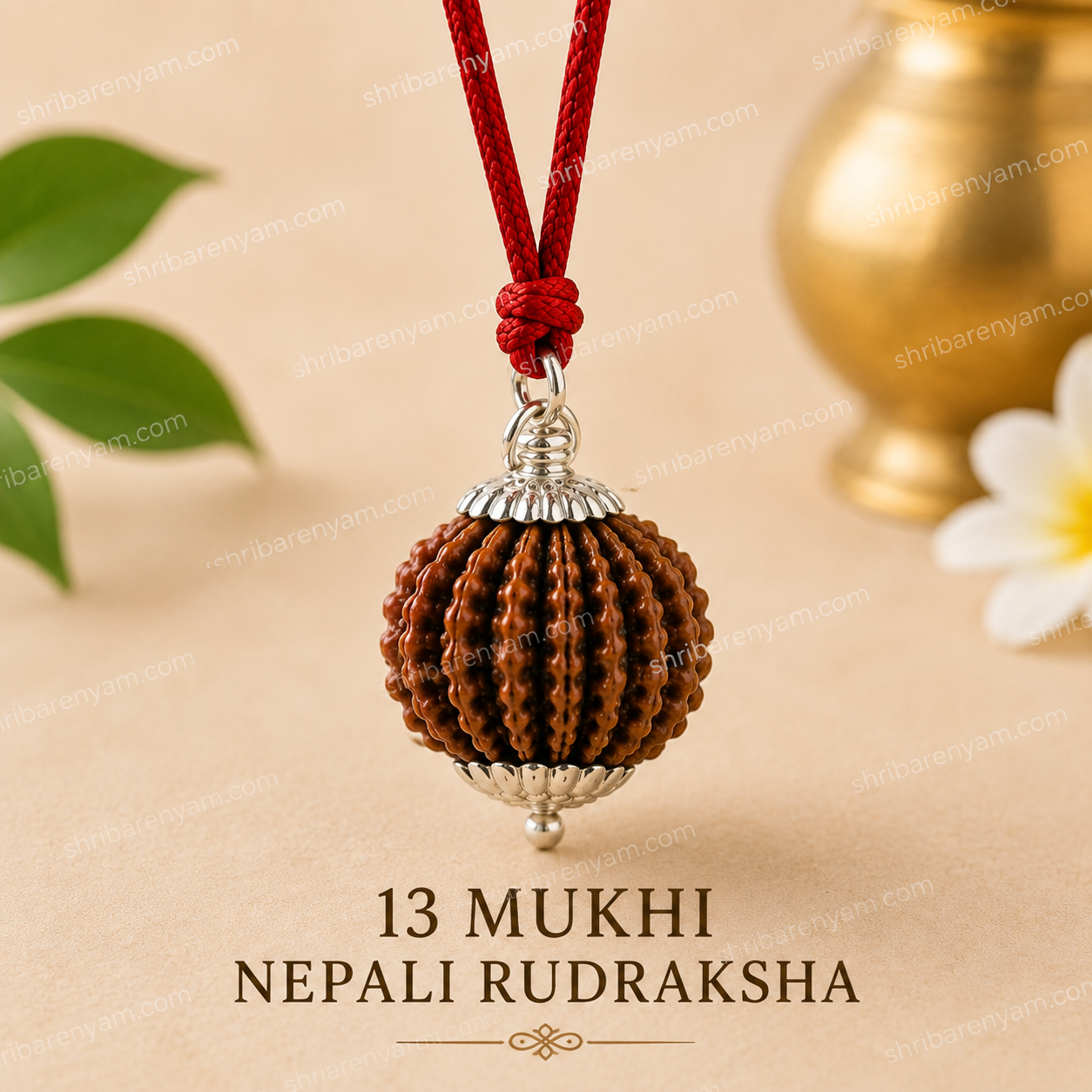 13 Mukhi Nepali Rudraksha - Terah Mukhi